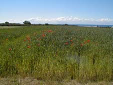 Innovationsfeen, Innovation, Kreativit&auml;t, Consulting, Lean Managament, Harmonie, Human Capital, Human Capital Promotion, All Human Capital Team, Stimmfrequenzanalyse, Institut f&uuml;r Stimmfrequenzanalyse, HUCAP, HARMOVITA, Harmonie und Vitalit&auml;t, Innere Fitness, Sailing Coaching, Meditation, Stressmanagement, Wellness, wohlf&uuml;hlen, Frauen, Tahitian Noni, Coaching, Unternehmensberatung, Kommunalberatung, Prozessprototyping, Lernende Organisation, Lernendes Unternehmen, Wertsteigerung, Supervision