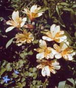 Innovationsfeen, Innovation, Innovationen, Kreativit&auml;t, kreativ, Consulting, Business Consulting, Lean Managament, Erfolgsmanagement, Zufriedenheit, Management, Unternehmensberatung, Kommunalberatung, Feng Shui, 5 Tibeter, Harmonie, harmonisch, Tibeter, Yoga, Entspannung, Frau, Frauen, K&ouml;rper, Spiritualit&auml;t, Intuition, Workshop, Workshops, Supervision, Learning Coaching, Lernendes Unternehmen, Lernende Verwaltung, Lernende Stadt, Tahitian Noni